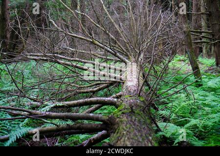 Ein großer alter Baum, der bedeckt auf den Boden fiel Mit Farnen wegen Sturm Stockfoto