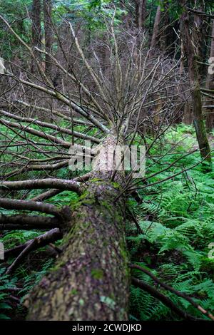 Ein großer alter Baum, der bedeckt auf den Boden fiel Mit Farnen wegen Sturm Stockfoto