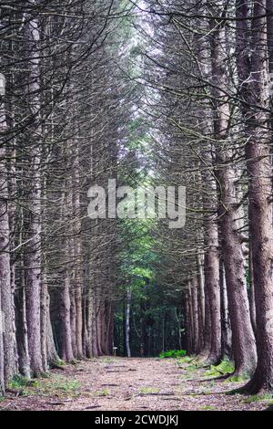 Leere Kiefernallee. Schöne und geheimnisvolle Gehweg Weg im Wald im Sommer Stockfoto