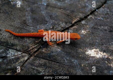 Eastern Red-spotted Newt auf einer Holzoberfläche Stockfoto