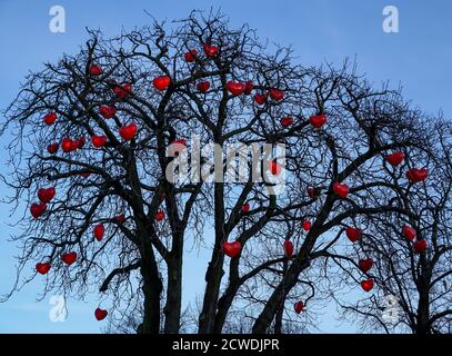 Herzen hängen im Winter in einem blattlosen Baum Stockfoto