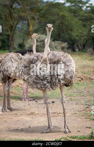 Masai ostrich (Struthio camelus massaicus) in Kenia, Afrika Stockfoto