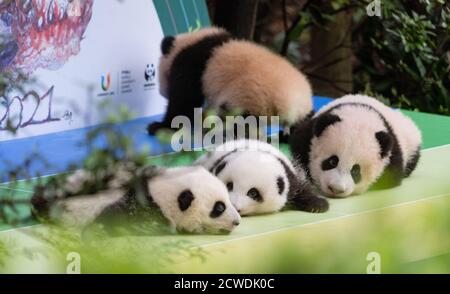 Peking, China. September 2020. Das am 29. September 2020 aufgenommene Foto zeigt riesige Pandajungen, die in der Chengdu Forschungsbasis für die Zucht von Riesenpandas in Chengdu, südwestlich der chinesischen Provinz Sichuan, ein Debüt geben. Quelle: Zhang Kefan/Xinhua/Alamy Live News Stockfoto