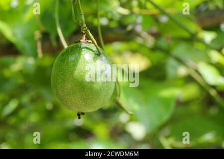 Passionsfrucht Bauernhof, viel rohe und frische Passionsfrucht auf dem Baum Stockfoto