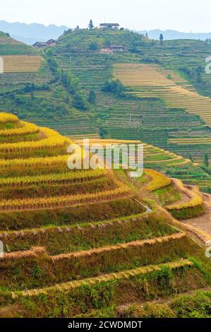 Sonnenuntergang in den Reisterrassen von Ping ein Dorf, Longheng County, Guangxi Province, China. Stockfoto