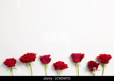 Rote Rosenblüten auf weißem Hintergrund. Flach liegend, Draufsicht, Kopierraum Stockfoto