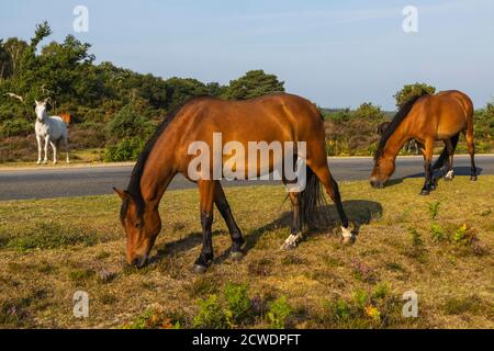 England, Hampshire, New Forest, Pferde grasen auf Roadside in der Nähe von Lyndhurst Stockfoto