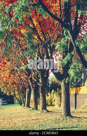 Herbst verlässt Pfad mit Bäumen in einer Linie. Tote Blätter bedecken einen Pfad unter Bäumen, ein klassischer Herbst-Anblick im Freien. Die Herbstsaison ist regnerisch, aber schön Stockfoto