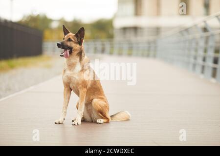Bild von schönen deutschen Schäferhund sitzt auf der Straße in Die Stadt Stockfoto