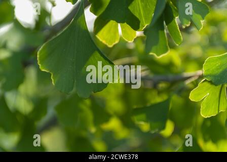 Selektive Fokusaufnahme von Ginkgo Biloba Blättern auf einem Baum Stockfoto