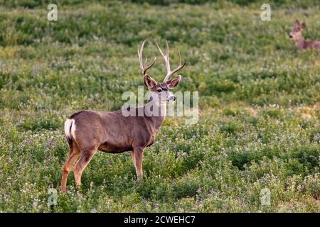Maultierbock, Odocoileus hemionus, auf einem Feld in der Nähe von Crawford, Colorado Stockfoto