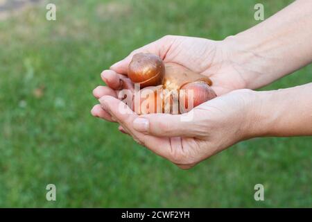 Gärtner hält Tulpenblütenbirnen in ihren Händen. Draufsicht mit grünem Gras im Hintergrund. Stockfoto