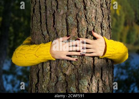 Frau Hände umarmt Kiefer Stamm im Herbst Wald Ökologie und Umwelt Konzept, Öko-Lifestyle - verändern Sie die Welt, Schutz für das Leben und den Planeten Stockfoto