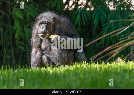 Große Schimpansen (Pan troglodytes) in Busch Gardens Tampa Bay in Tampa, Florida. (USA) Stockfoto