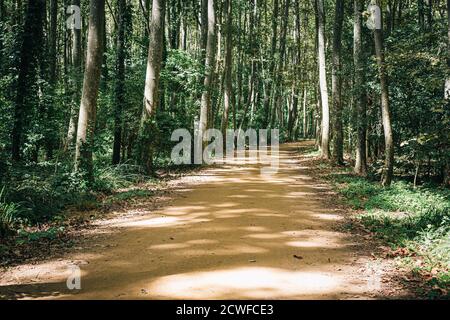 Kiessandweg durch eine grüne Baumtiefe Waldlandschaft Stockfoto