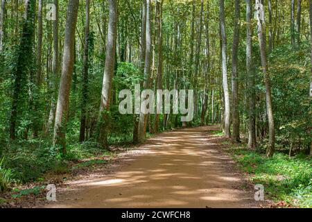 Kiessandweg durch eine grüne Baumtiefe Waldlandschaft Stockfoto
