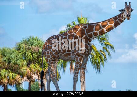 Afrikanische Giraffe (Giraffa camelopardalis) in der Busch Gardens Serengeti Plain in Tampa, Florida. (USA) Stockfoto