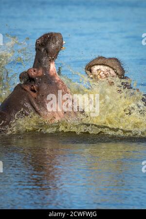 Vertikales Porträt von zwei Nilpferden mit offenem Mund Wasserkampf im Kruger Park in Südafrika Stockfoto