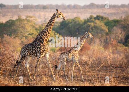 Männliche und weibliche Paarungsgiraffe, die im Herbstlicht hereinspaziert Kruger Park in Südafrika Stockfoto