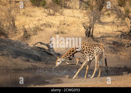 Horizontales Porträt einer erwachsenen männlichen Giraffe, die sich beim Trinken beugte Wasser im Kruger Park in Südafrika Stockfoto