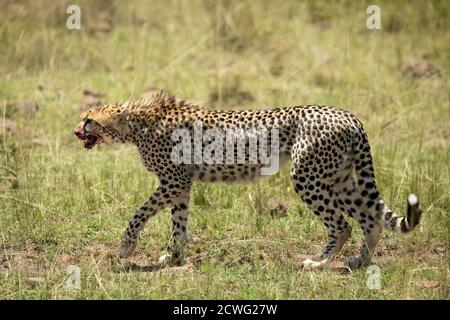 Erwachsene Gepard mit Mund und Zähnen mit Blut bedeckt Gehen In Masai Mara in Kenia Stockfoto