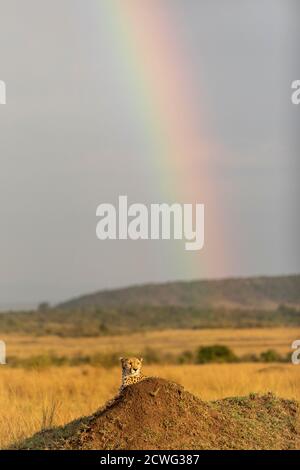 Vertikales Porträt eines Geparden, der auf einem Termitenhügel liegt Mit buntem Regenbogen im Hintergrund in Masai Mara in Kenia Stockfoto
