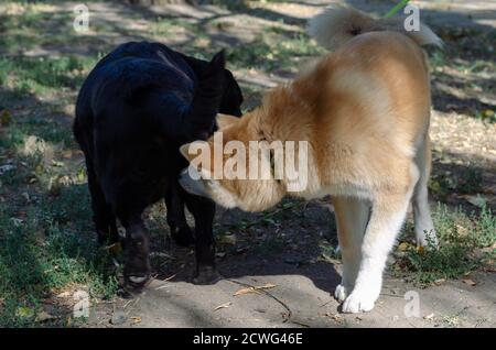 Der japanische Akita Inu Welpe trifft in einem Hundepark auf einen erwachsenen schwarzen Labrador. 5 Monate alter Akita Welpe und 11 Jahre alte weibliche schwarze Labrador Retriever. Haustiere. Stockfoto
