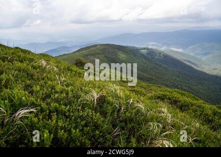 Karpaten im Sommer. Karpaten, Ukraine Stockfoto