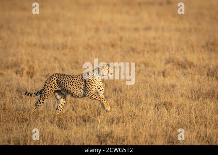 Geparden laufen in trockenen Ebenen der Serengeti am Morgen In Tansania Stockfoto