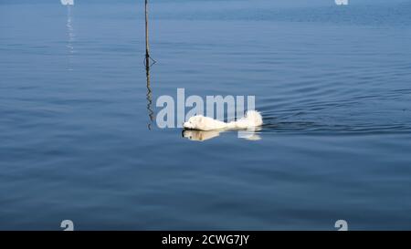 samoyed Hund schwimmen in einem See Stockfoto