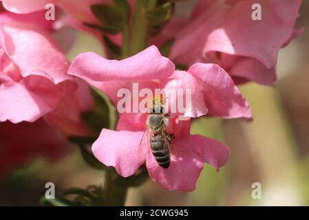 Biene auf rosa snapdragon Makro Stockfoto