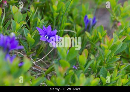 Alpiner Enzian, schöne Alpenblumen. Stockfoto