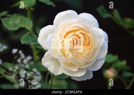 Weiße englische Rose Emanuel Makro Stockfoto