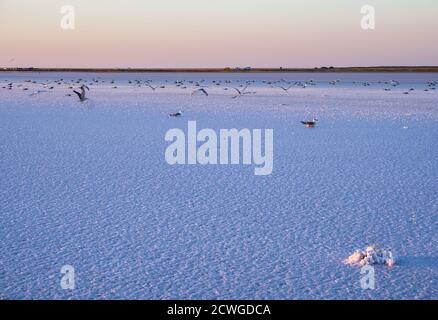 Möwenvögel am Sonnenuntergang Genichesk rosa extrem salzigen See (gefärbt von Mikroalgen mit kristallinen Salzabfall), Ukraine. Stockfoto