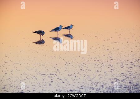 Möwenvögel am Sonnenuntergang Genichesk rosa extrem salzigen See (gefärbt von Mikroalgen mit kristallinen Salzabfall), Ukraine. Stockfoto