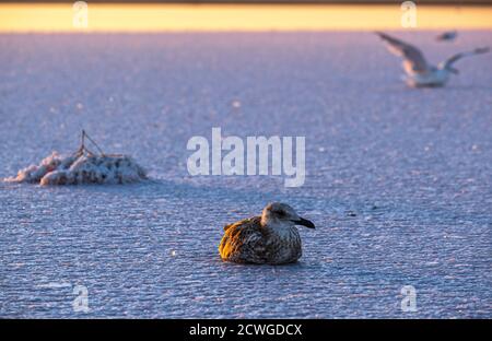 Möwenvögel am Sonnenuntergang Genichesk rosa extrem salzigen See (gefärbt von Mikroalgen mit kristallinen Salzabfall), Ukraine. Stockfoto