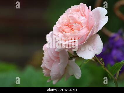 englische Rose in Aprikose Wildeve mit Regentropfen Stockfoto