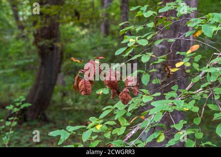 Verwelkte Ast auf grünem Baum Stockfoto