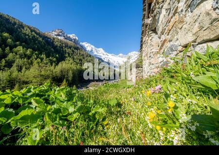 Steinhütten und grüne Wiesen der Alpe Laresin mit Monte Disgrazia im Hintergrund, Chiareggio Tal, Valmalenco, Lombardei, Italien Stockfoto