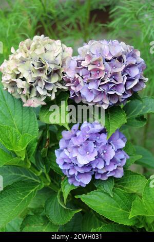 Blaue Blüten der Hortensia macrophylla endlosen Sommer Makro Stockfoto