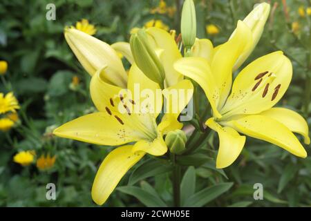 Gelbe riesige asiatische Lilienblüten. Gartenarbeit und Blumen wachsenden Konzept. Sommergarten. Abendsonne auf Lilien. Gelber Lilienhaufen Stockfoto