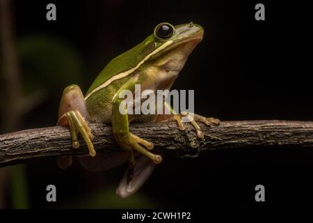 Der grüne Baumfrosch (Hyla cinerea) ist eine der häufigsten Baumfroscharten Südost-Nordamerikas. Stockfoto