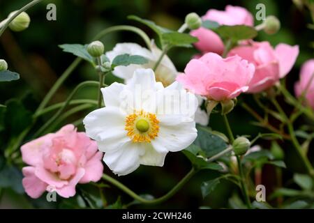 Weiße japanische Anemone Honorine Jobert und rosa Rosen Sommer Wind Stockfoto