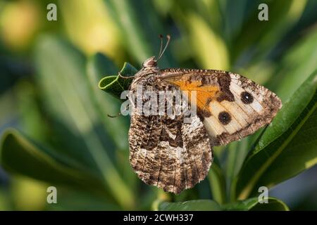 Äschen Schmetterling - Hipparchia semele, schöne farbige Pinsel-Fuß-Schmetterling aus europäischen Wiesen und Wiesen, Insel Pag, Kroatien. Stockfoto