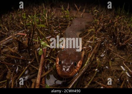 Eine rote bauchige Wasserschlange (Nerodia erythrogaster erythrogaster) schlittert nachts durch ein überflutetes Feld und jagt nach Fröschen. Stockfoto