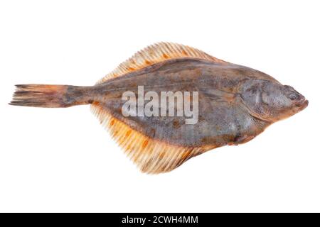 Ganze einzelne frische rohe Scholle Fisch isoliert auf weißem Hintergrund Stockfoto
