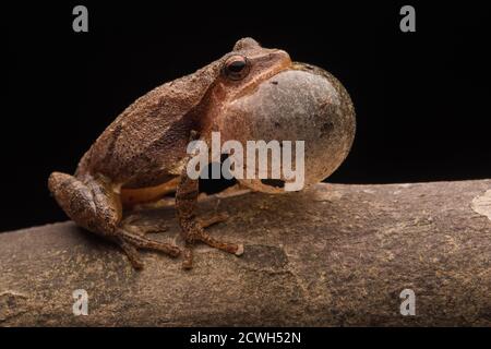 Ein männlicher Springkrümmer (Pseudacris crucifer) eine Art Chorfrosch, der laut ruft, um einen weiblichen Frosch anzuziehen. Stockfoto