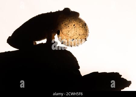 Eine Frühlingsschaufe (Pseudacris crucifer) Silhouette, wie der Frosch mit aufgeblähter Kehle ruft. Stockfoto