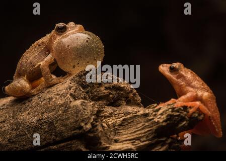 Ein männlicher Federkrümmer (Pseudacris crucifer) singt bei einem nahe gelegenen Weibchen in der Hoffnung, seine Eignung als Partnerwahl zu demonstrieren. Stockfoto