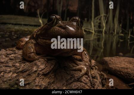 Ein großer Bullfrog (Lithobates catesbeianus/Rana catesbeiana) in einem dunklen Sumpf in der Nacht. Stockfoto